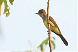 Short-crested Flycatcher